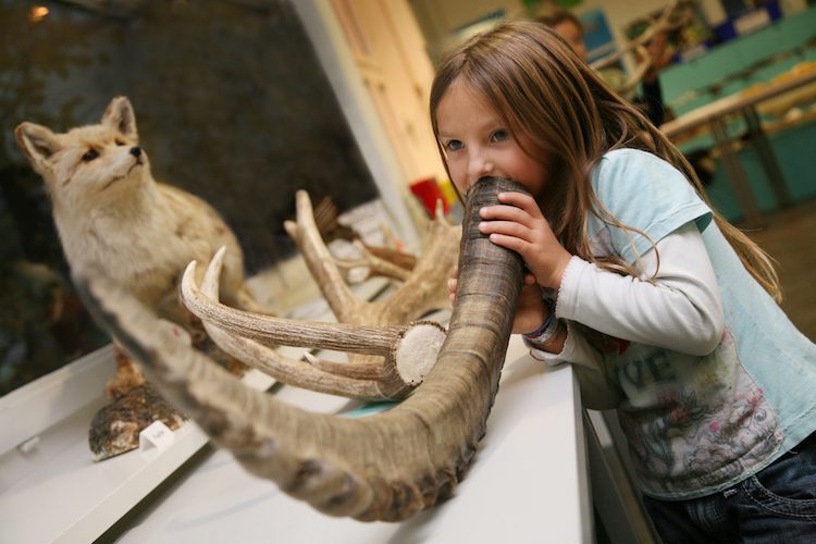5 / 6 Das Naturhistorische Museum in Bern zeigt Grosskatzen und Huftiere Afrikas, asiatische Säugetiere, Hirsche und Bären.