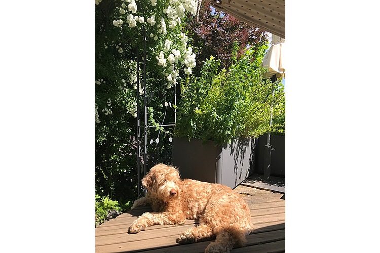 Il cane Sunny se la prende comoda.