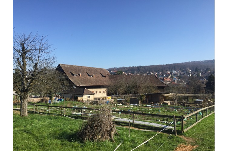 6/6 Un successo per le famiglie nel centro di Zurigo: Quartierhof Wynegg