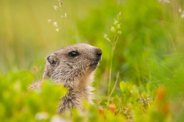 Une randonnée au milieu des marmottes. (Photo : C.N.)