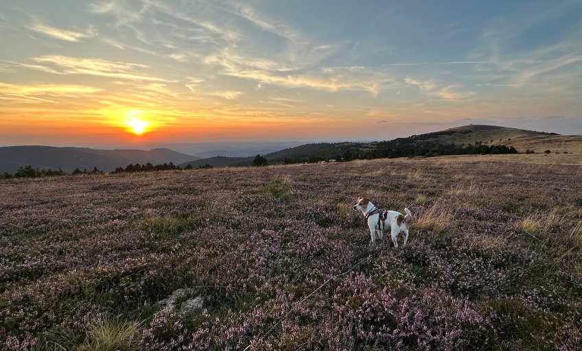 La cagnolina Maila al tramonto in un prato fiorito.
