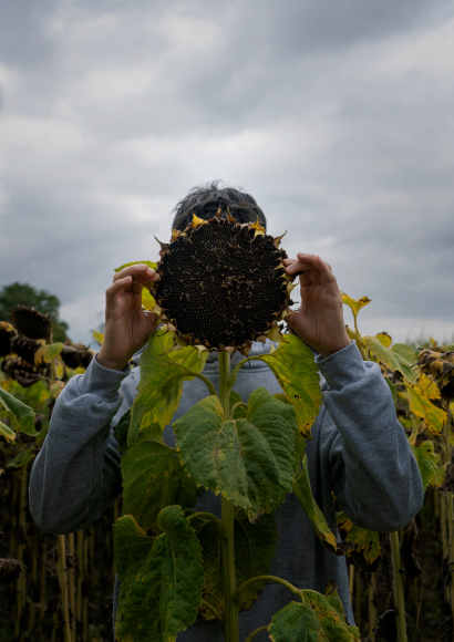 Jugendliche, süchtig: Teenager versteckt sein Gesicht hinter einer verblühten Sonnenblume.