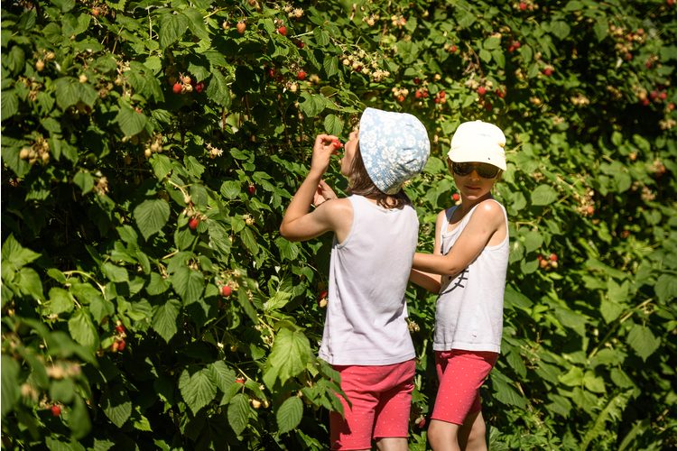 Un festin au milieu des champs de baies