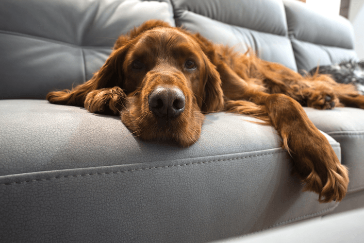 Hundehaare & dreckige Pfoten: Wer in Sachen Sauberkeit heikel ist, sollte sich lieber keinen Hund zulegen. Der Hund ist ein soziales Tier und will immer dabei sein. Auch er will in die Stube rein oder es sich mal auf dem Sofa gemütlich machen.