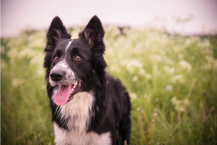 Kein Familienhund: Border Collies sind Arbeitshunde, hochintelligente und energiegeladene Hunde, die dafür gezüchtet wurden, Schafe zu hüten und zu treiben. «Sie brauchen eine richtige Aufgabe, auch geistig, denn sie sind lernbegierig und intelligent. Gerade diese Rassen werden bei Unterforderung richtig depressiv oder entwickeln gestörte Verhaltensweisen», weiss Tierärztin Dr. med. vet. Petra Fernandez von der Kleintierklinik in Liestal (BL).