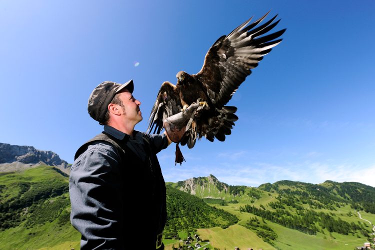 Meet falconer Norman Vögeli at one of his impressive falcon shows.