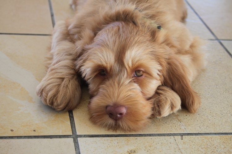 Quels yeux ! Pas étonnant que la famille Légé soit si amoureuse ! Images:zVg