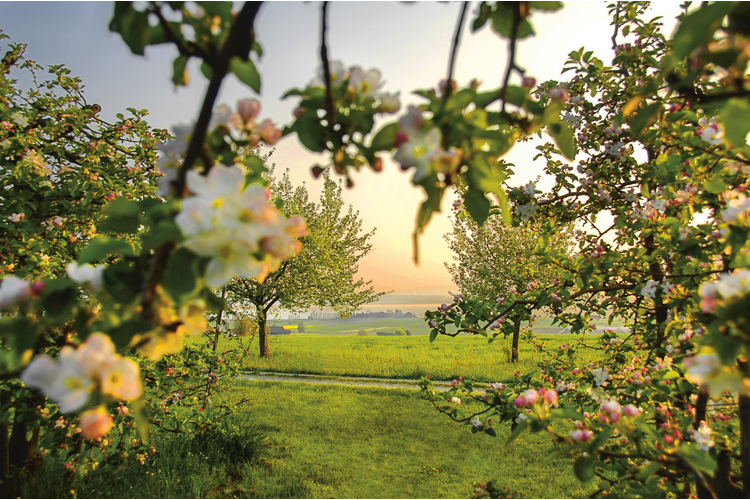 Frühlingsimpressionen vom Apfelweg. Foto: Altnau Bluest