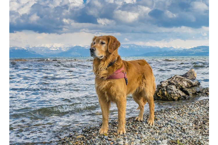 3ecac33cbb4ddc7a36d6912d07e0d523.jpg 6/6... und der Golden Retriever gelten als liebe und ausgeglichene Hunde. Sie sind von der Rasse so ausgerichtet, Menschen zu beschützen – und sie wollen gefallen. Zudem sind sie loyal, freundlich und intelligent.