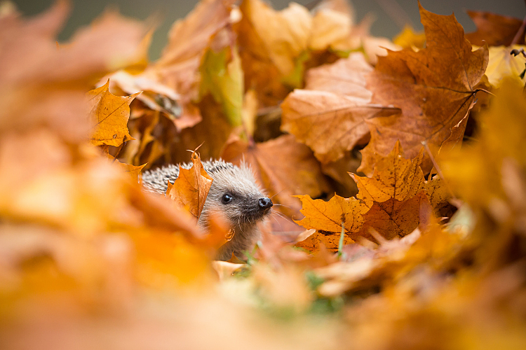 Fragen zum Igel? Hier finden Sie Igel-Experten aus Ihrer Region.