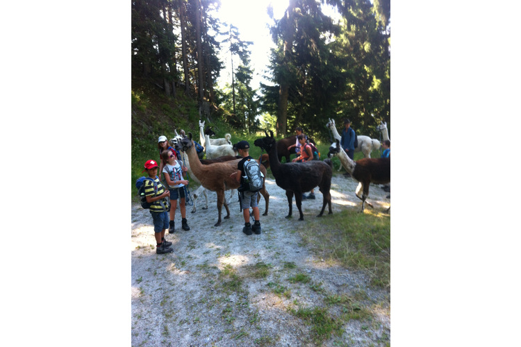 Transporthilfe für Tierfreunde: Die Lama-Treckingtour ist gerade für Kinder immer etwas Besonderes. Bilder: Aletsch-Arena AG
