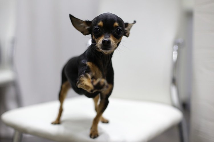 65eb7217945ecf577e48e66798389874.jpg 3/6 Klein aber oho:... damit kann auch der verspielte und kontaktfreudige Zwergpinscher dienen – trotz zarter Beine. Schliesslich ist der Zwergpinscher ein kleiner Dobermann.