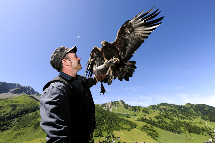 Treffen Sie den Falkner Norman Vögeli bei einer seiner beeindruckenden Falkenshows.