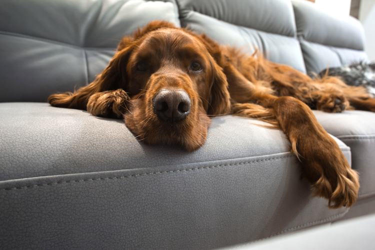 Hunde auf Sofa.png Hunde sind sozial. Sie möchten in die Stube rein oder es sich mal, wie auf dem Bild, auf dem Sofa gemütlich machen.