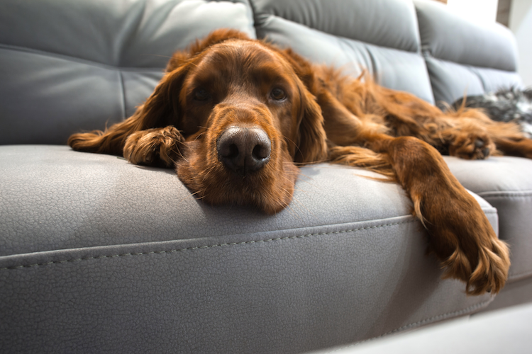 Hundehaare & dreckige Pfoten: Wer in Sachen Sauberkeit heikel ist, sollte sich lieber keinen Hund zulegen. Der Hund ist ein soziales Tier und will immer dabei sein. Auch er will in die Stube rein oder es sich mal auf dem Sofa gemütlich machen. 