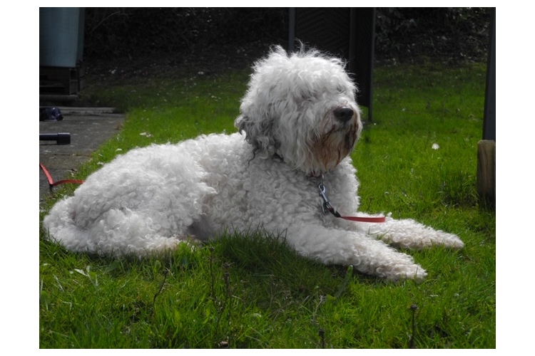 8b72e3da4882b985a5eb1d34fd2a5c57.jpg Camillo dort, wo er am liebsten ist: draussen.