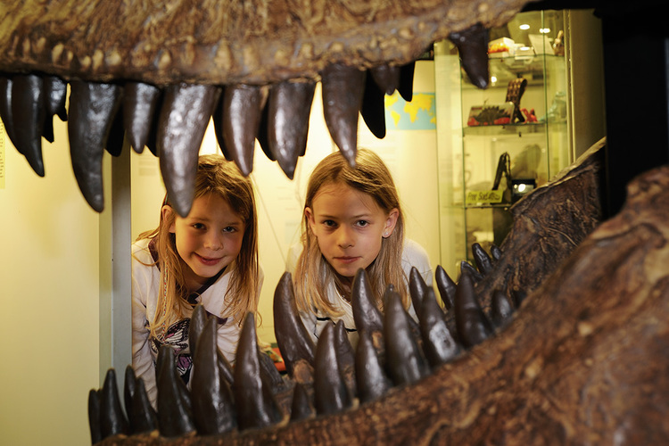 1 / 6 Im Sauriermuseum: Wow! So grosse Zähne! Die Faszination der Saurier ist ungebrochen, vor allem bei Kindern und Jugendlichen. 