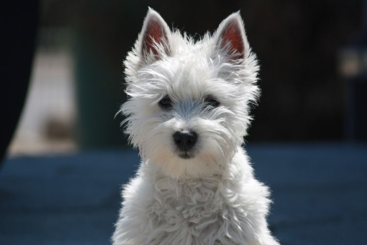 1 / 6Gut händelbar für kleine Kinder: Der West Highland White Terrier («Westie») ist ein kleiner, kräftig gebauter Terrier mit Selbstsicherheit. Der «Westie» gilt als ein ausdauernder Begleiter und als ein fröhlicher, stets zum Spielen aufgelegter Familienhund.