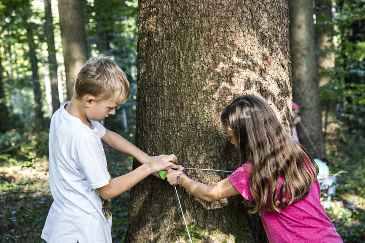 1/4 Wie dick ist der Baumstamm? Mathe geht auch im Wald.