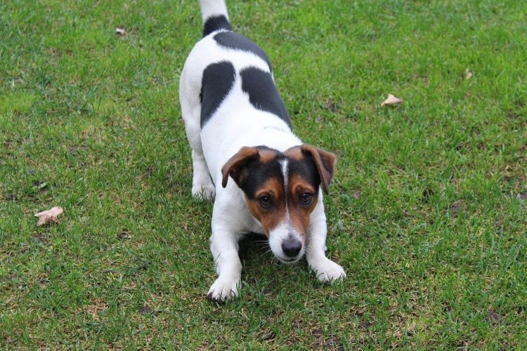 2/6Robust und peppig:Terrierrassen, wie der «Westie» und wie auch dieser kleine Jack Russel im Bild, haben, wenn man deren Jagdtrieb im Griff hat, richtig Pepp. Sie wollen spielen, sind robust gebaut und für jeden Spass zu haben. A propos robust ...