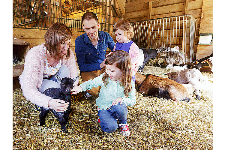 f2c54f4cb501d92a037e736d89b56e6c.jpg Ziegen streicheln auf dem Kinderbauernhof