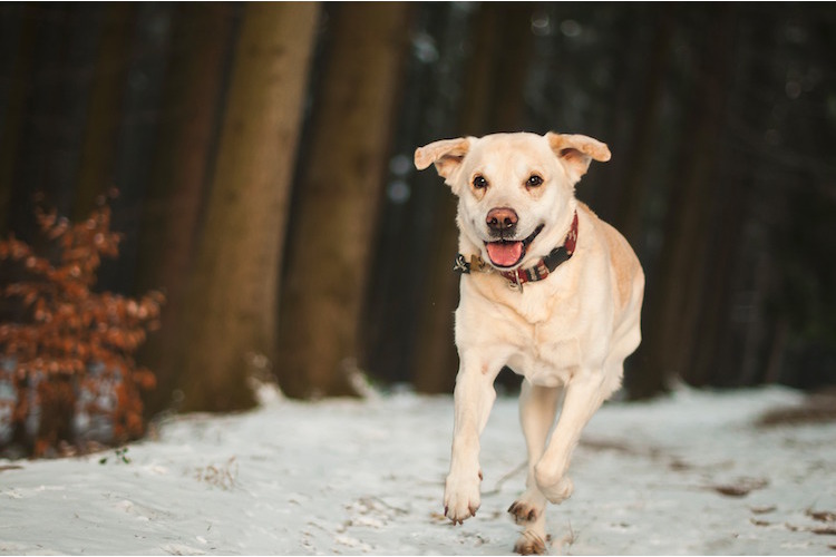 5/6Idealer Familienhund zum 2: Auch der Labrador ...