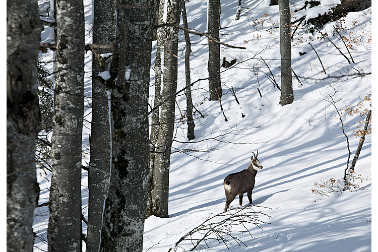 Eine Gämse auf Futtersuche. Im Winter fährt sie ihren Stoffwechsel herunter, um mit ihrer wertvollen Energie gut durch die kalte Jahreszeit zu kommen.