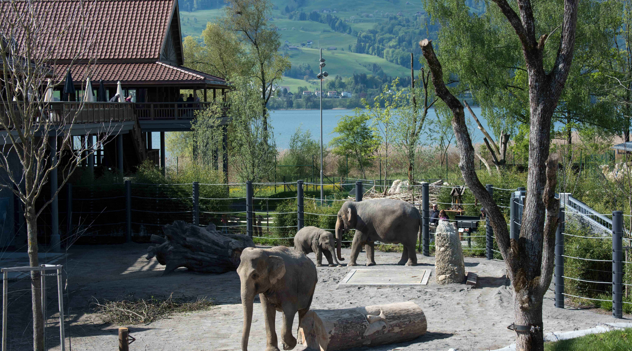 Knie Kinderzoo Elefanten_2050x1140