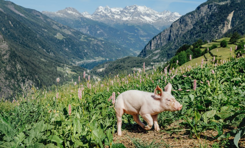 wochenende_valposchiavo_schwein