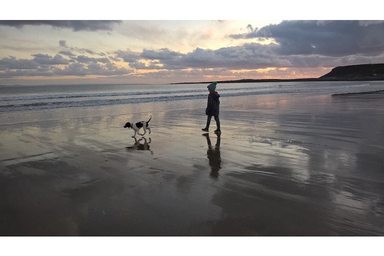 hunde