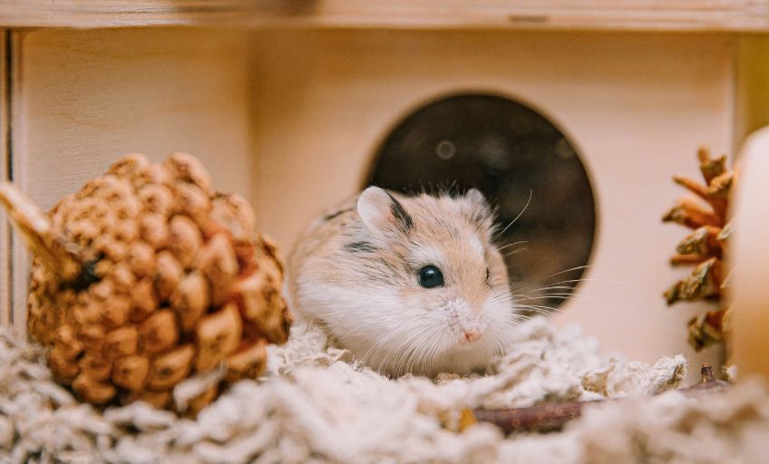 ZuercherTierschutz_Haustier_zu_Weihnachten_2