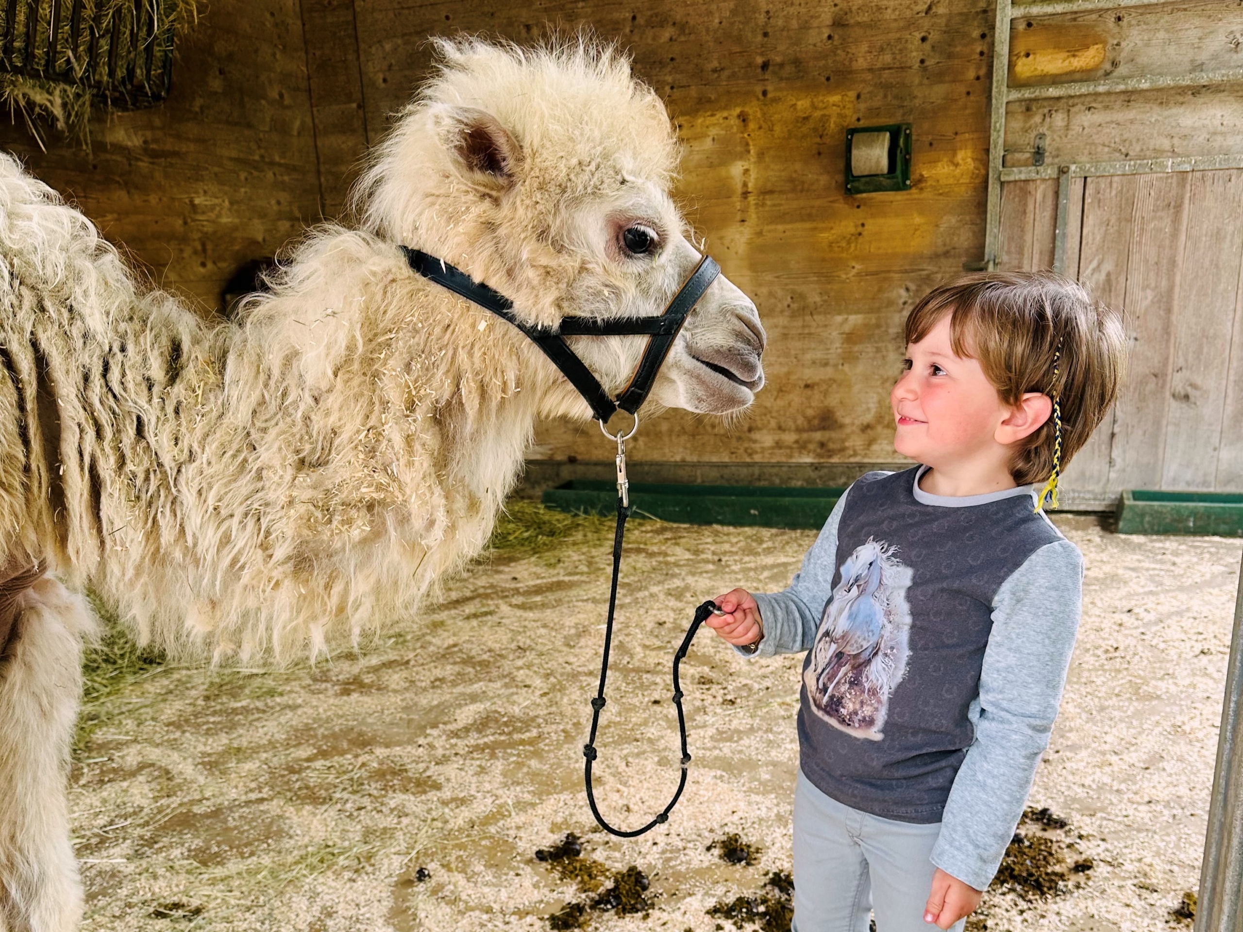 Trampeltier-Trekking Knies Kinderzoo Verlosung