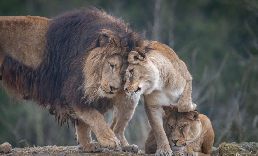 25-06-walter-zoo-verlosung-familienticket-schweizer-elternmagazin-fritz-und-fraenzi-ab3 Walter Zoo