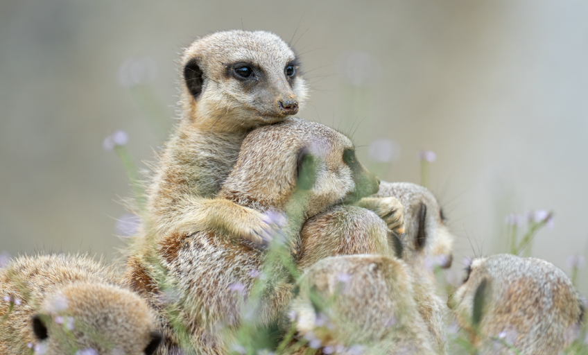 25-06-walter-zoo-verlosung-familienticket-schweizer-elternmagazin-fritz-und-fraenzi-ab4 Walter Zoo